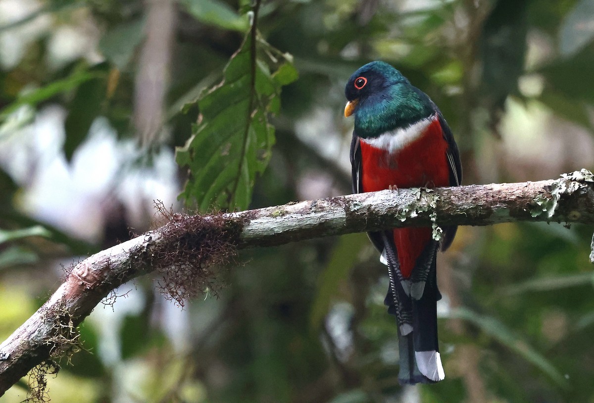 Trogon masqué - ML644409368