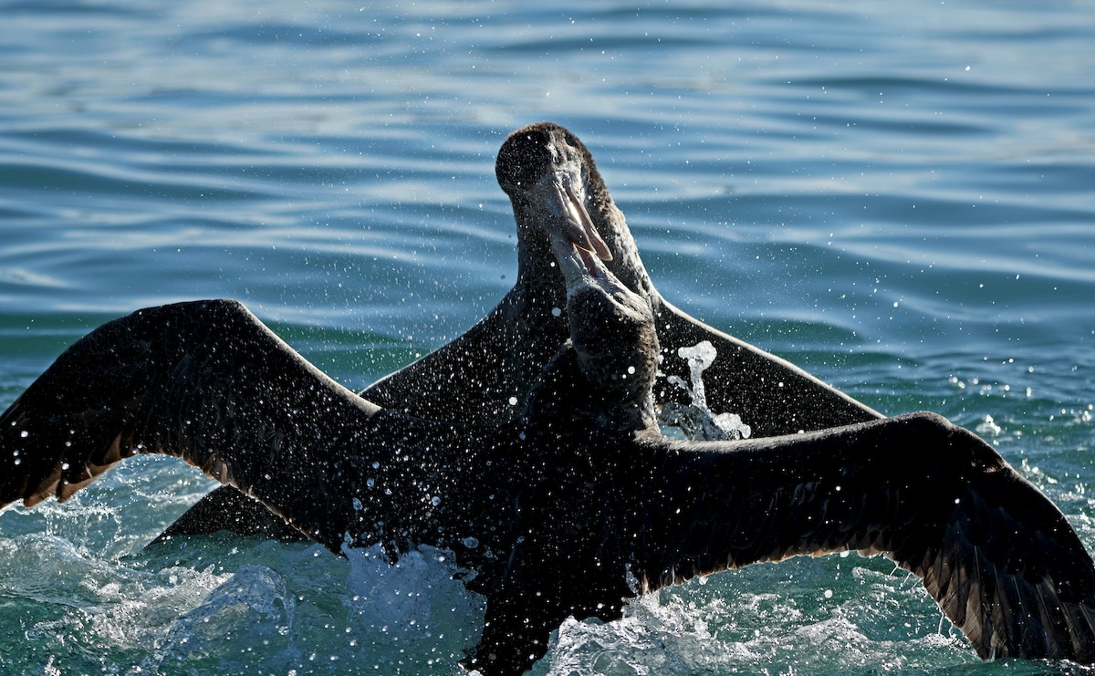 キタオオフルマカモメ - ML644409372