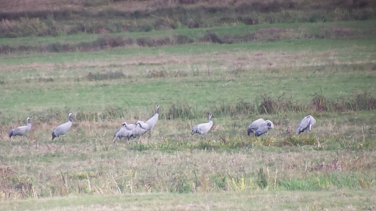 jeřáb popelavý - ML644409376