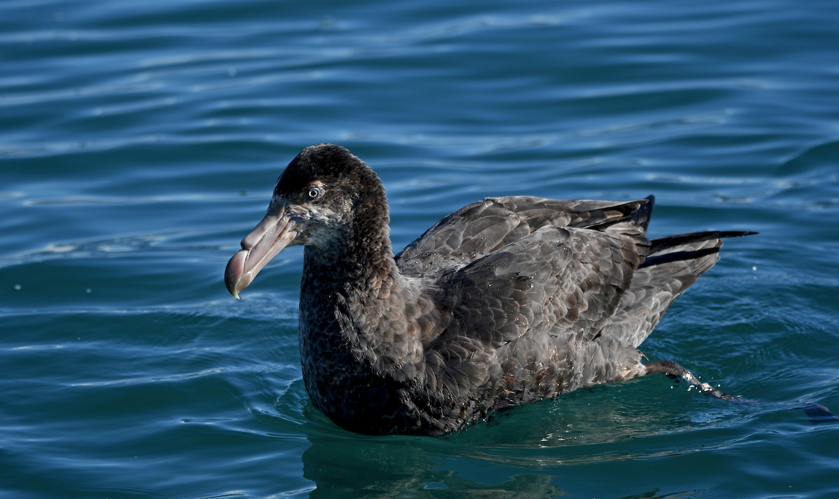 キタオオフルマカモメ - ML644409379