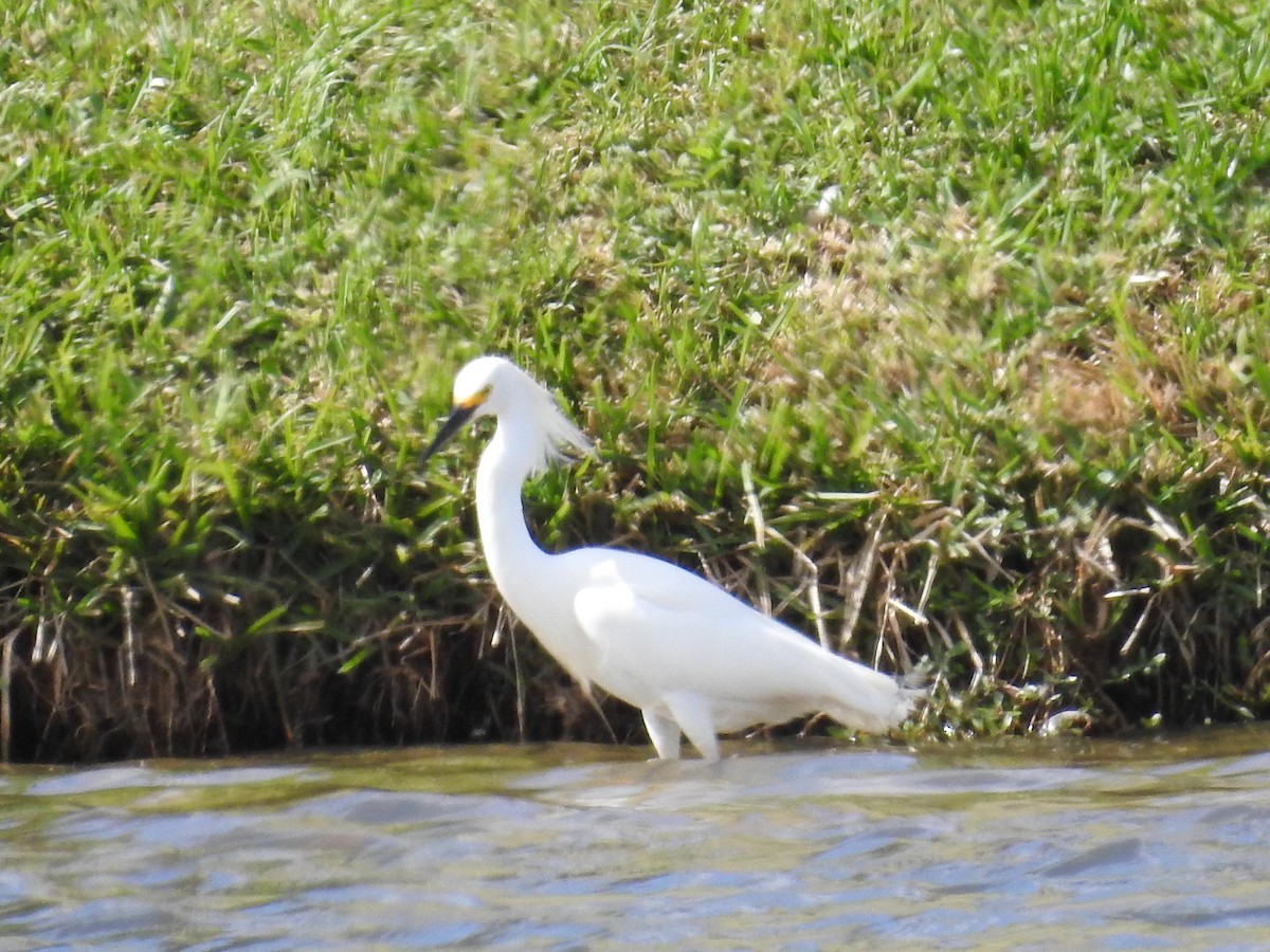 ユキコサギ - ML644409380