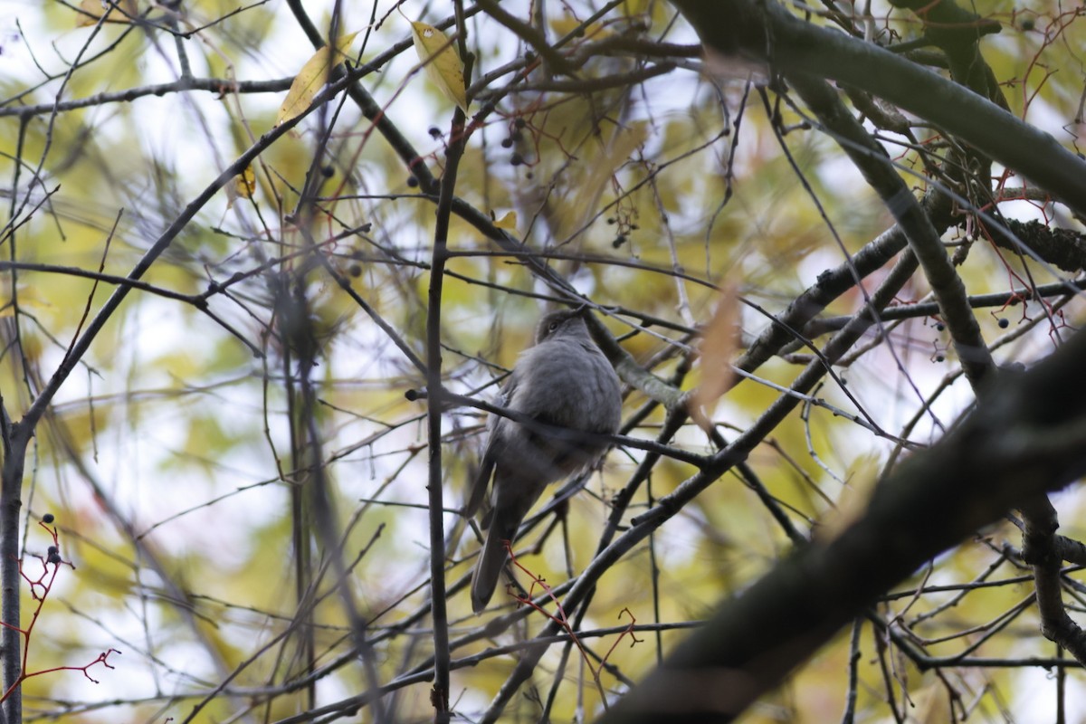 Townsend's Solitaire - ML644409381