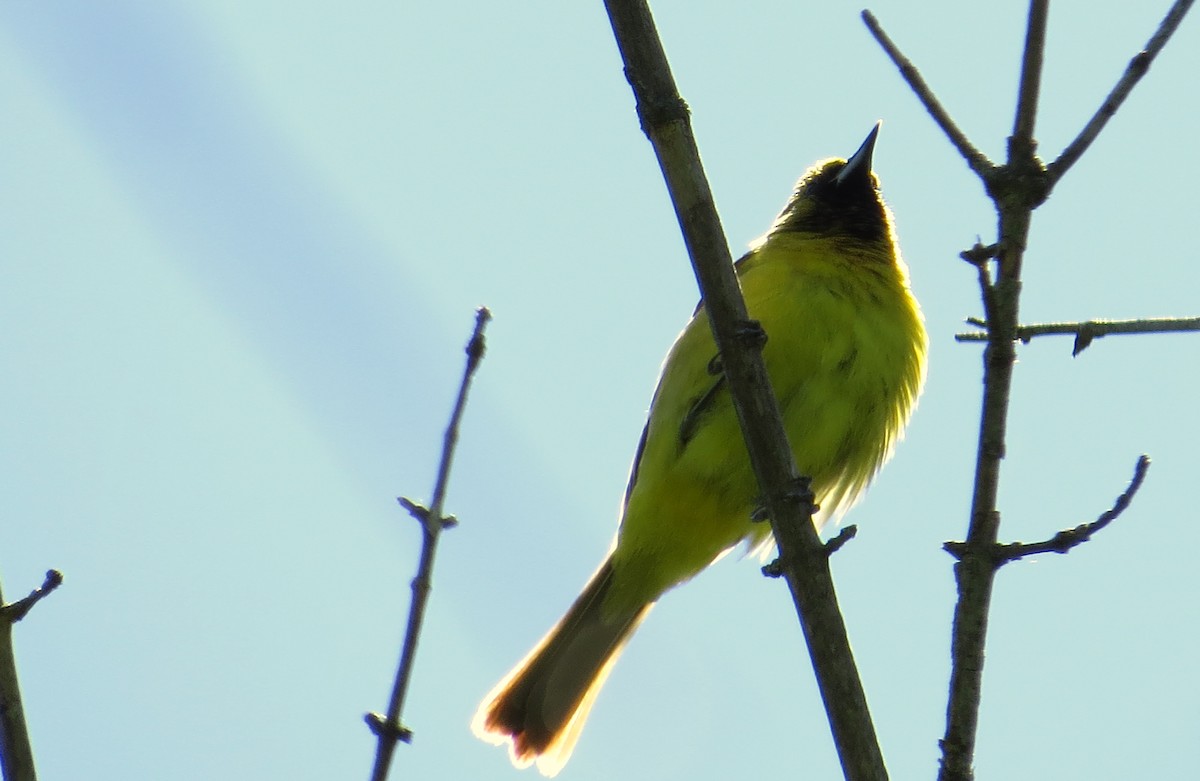 Orchard Oriole - ML644409383