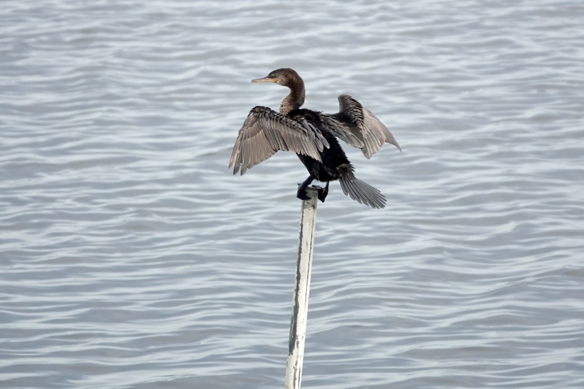 flodskarv - ML644409392