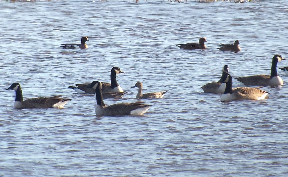 ostralka štíhlá - ML644409393