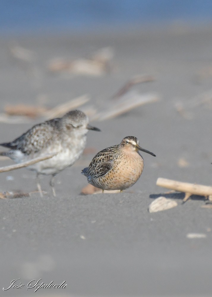 Kuliska grisa - ML644409406