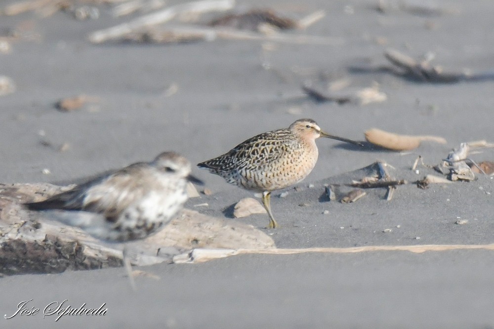 Kuliska grisa - ML644409407