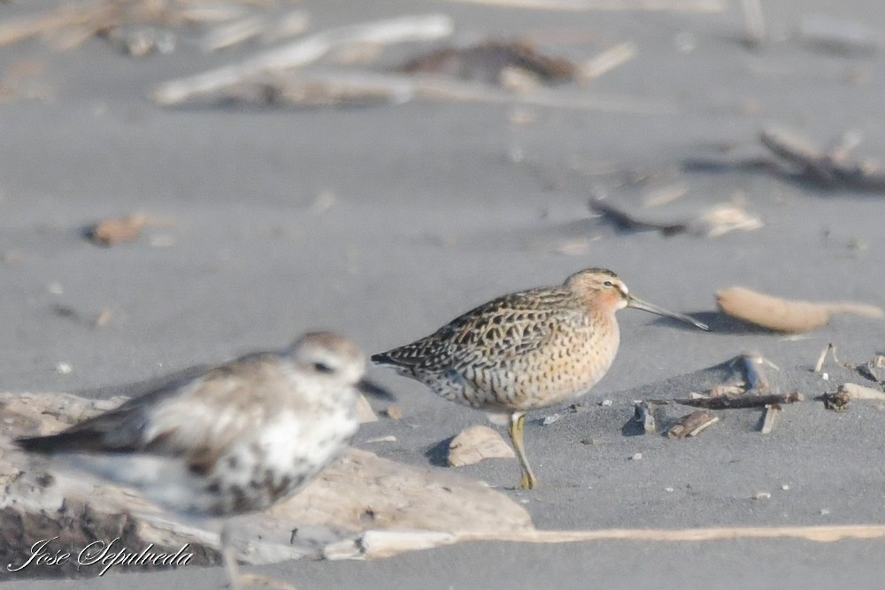 Kuliska grisa - ML644409408