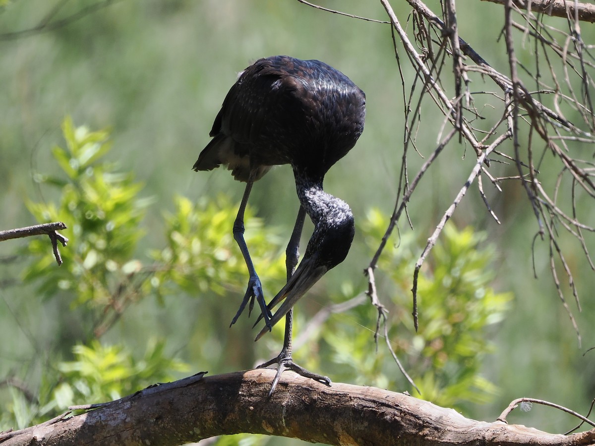 Matxardamoko beltza - ML644409416