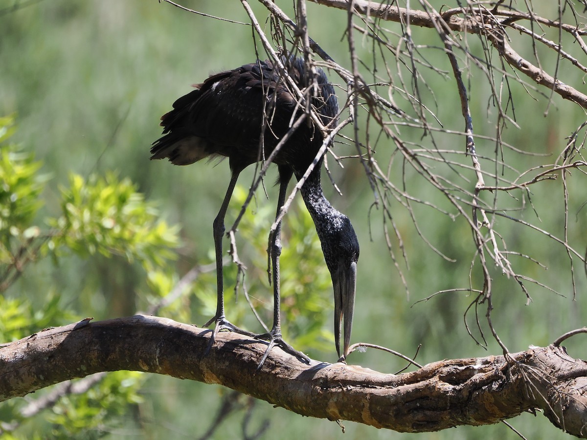 Matxardamoko beltza - ML644409417