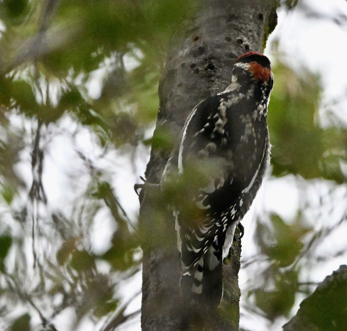 Red-naped Sapsucker - ML644409422