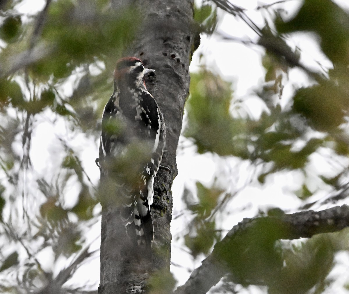 Red-naped Sapsucker - ML644409423