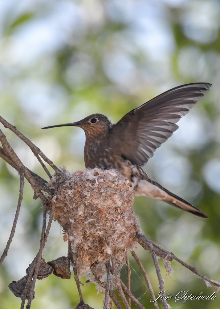 Giant Hummingbird - ML644409433