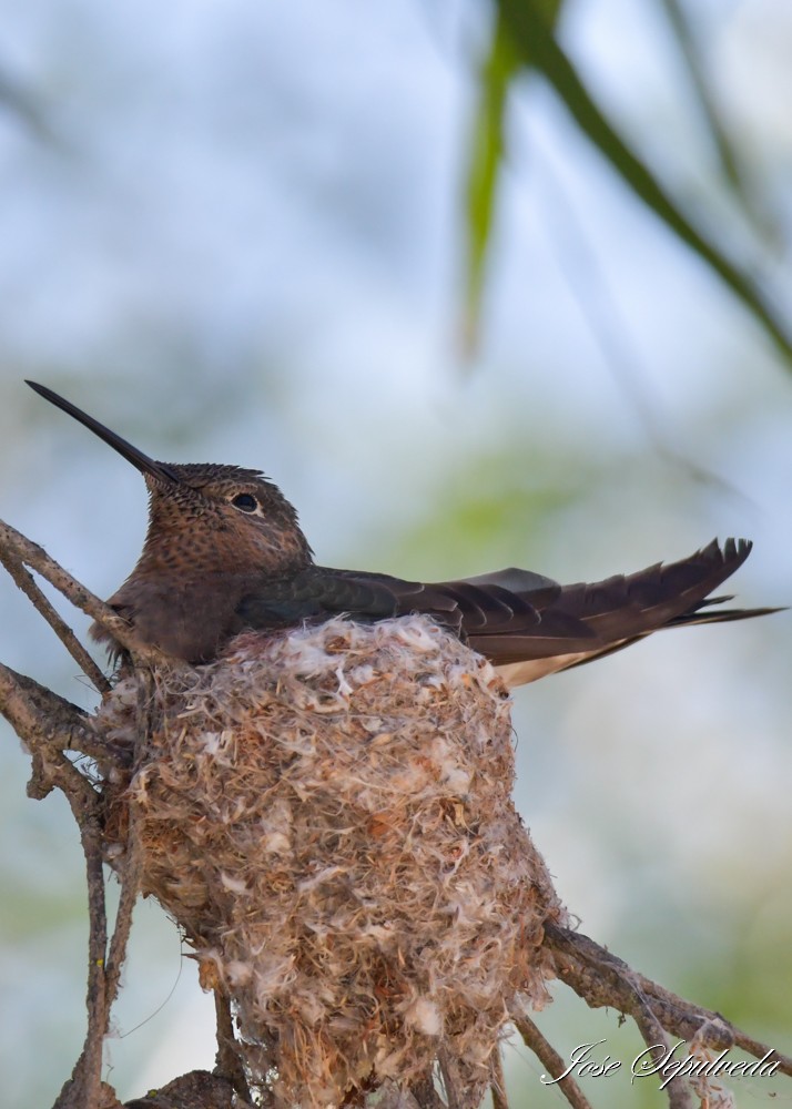 Giant Hummingbird - ML644409434