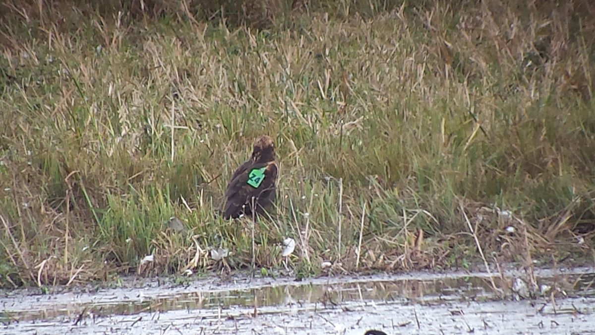 moták pochop - ML644409443