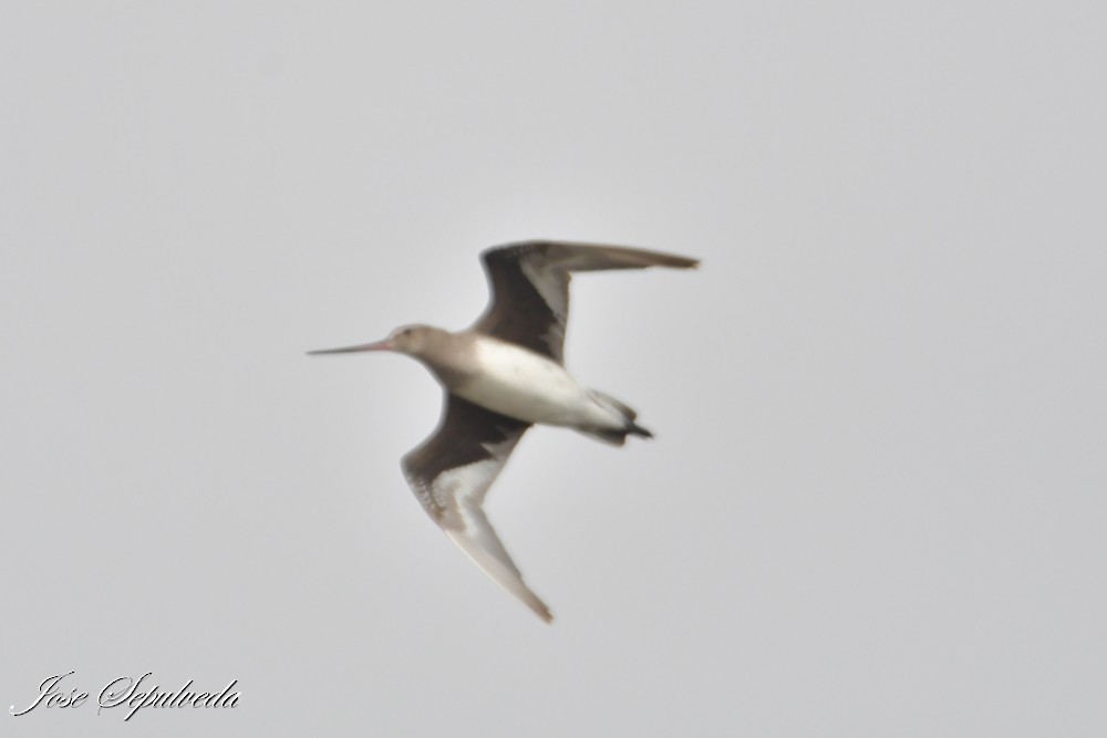 Hudsonian Godwit - ML644409463