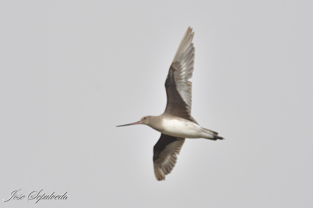 Hudsonian Godwit - ML644409464