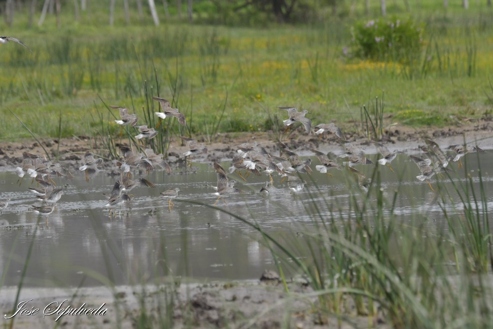 Lesser Yellowlegs - ML644409470