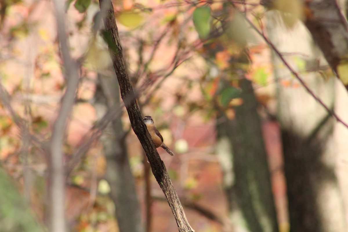 Cucarachero de Carolina - ML644409480