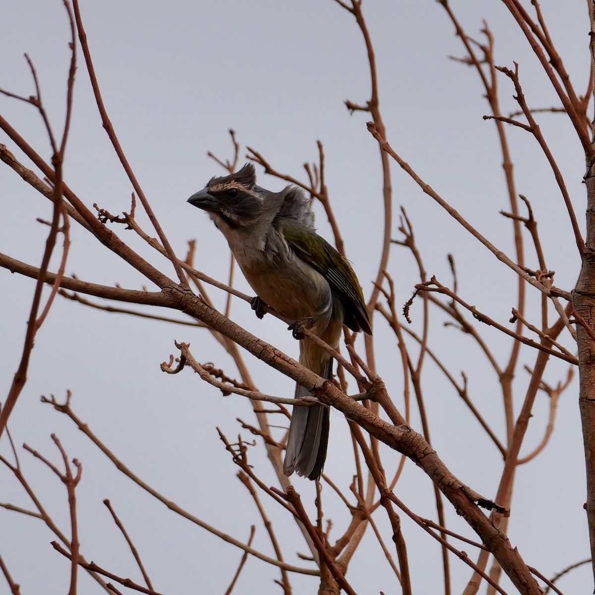 Green-winged Saltator - ML644409484