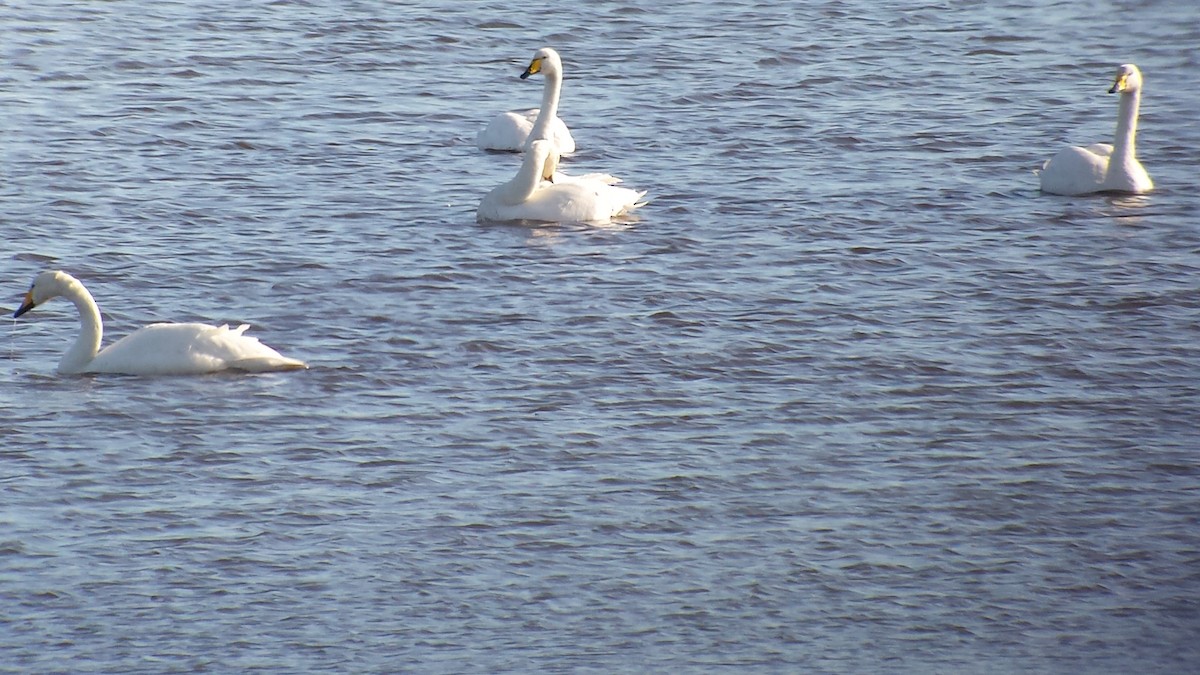 labuť zpěvná - ML644409486