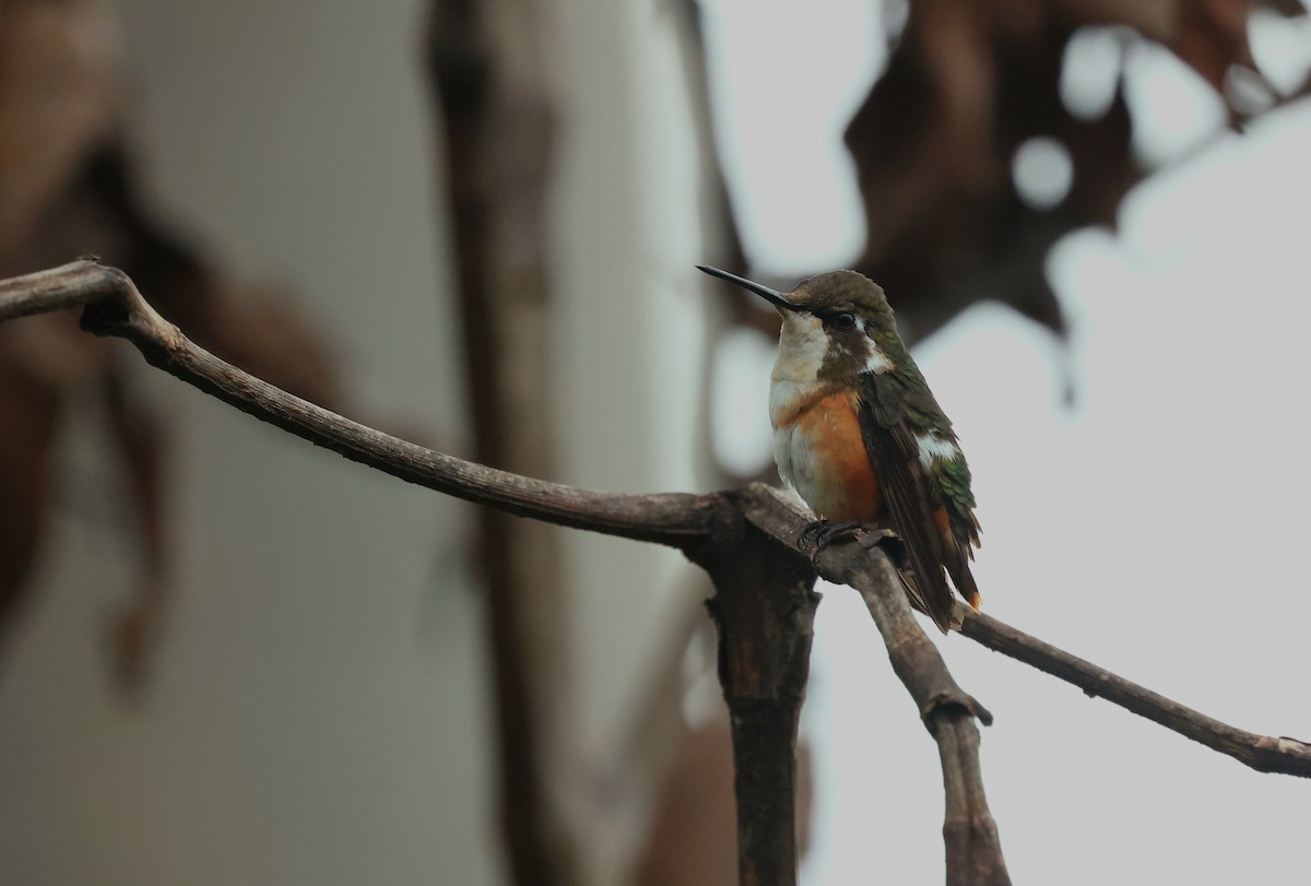 シロハラチビハチドリ - ML644409495