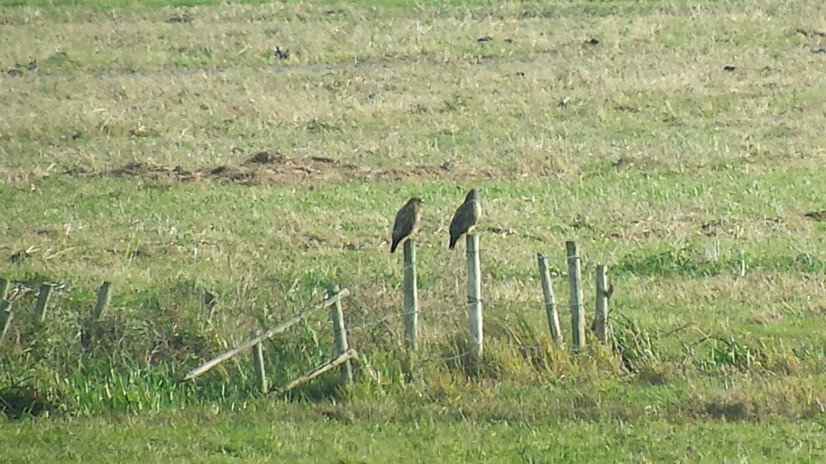 káně lesní - ML644409519