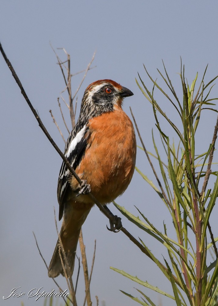 Rufous-tailed Plantcutter - ML644409525