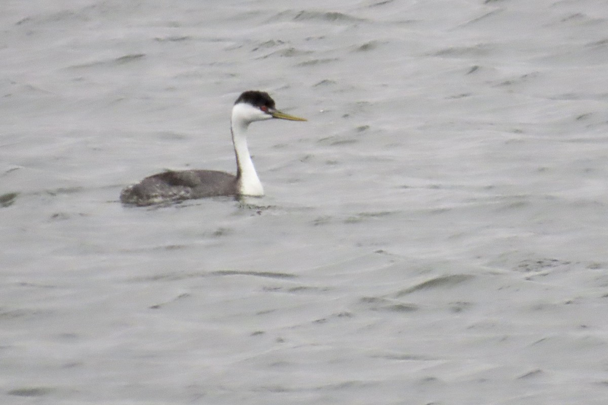 Western Grebe - ML644409527