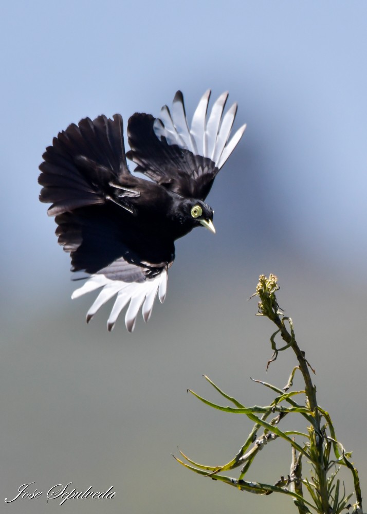 Spectacled Tyrant - ML644409530