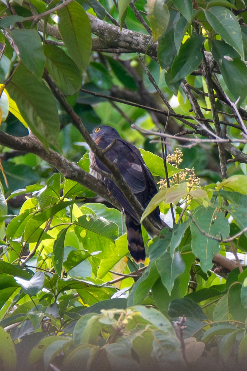 Hodgson's Hawk-Cuckoo - ML644409531