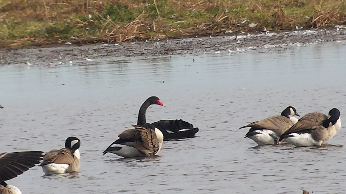 labuť černá - ML644409533