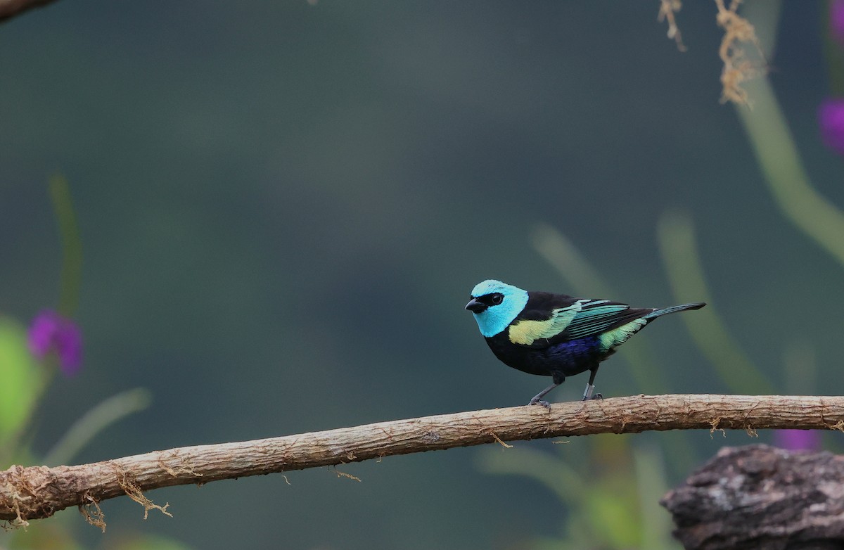 Blue-necked Tanager - ML644409534