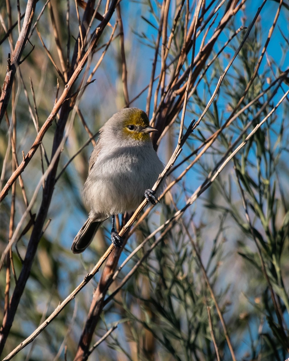 Verdin - ML644409536