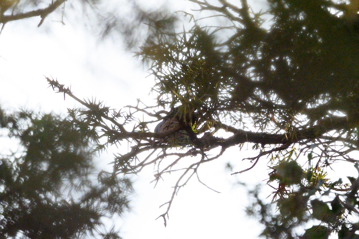 Атласская славка - ML644409541