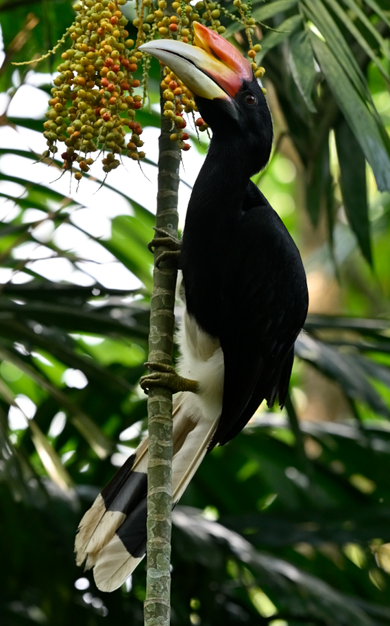 Rhinoceros Hornbill - ML644409542