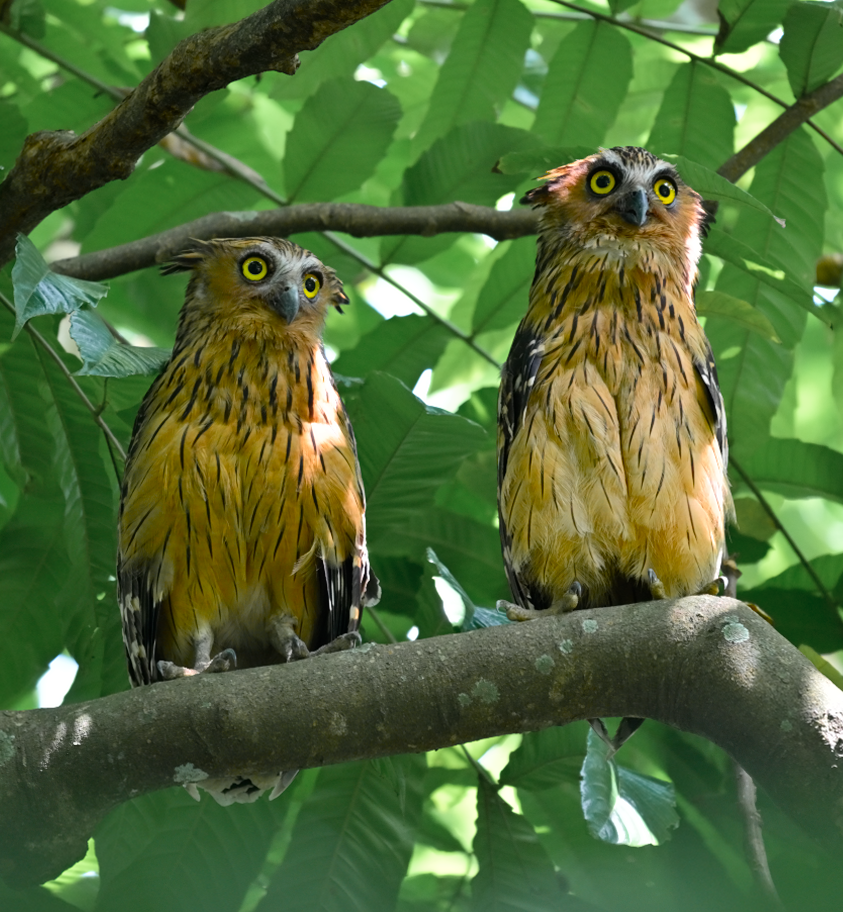 Buffy Fish-Owl - ML644409548