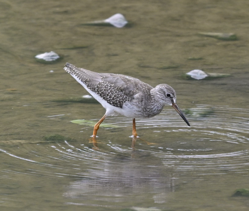 ביצנית לבנת-כנף - ML644409554