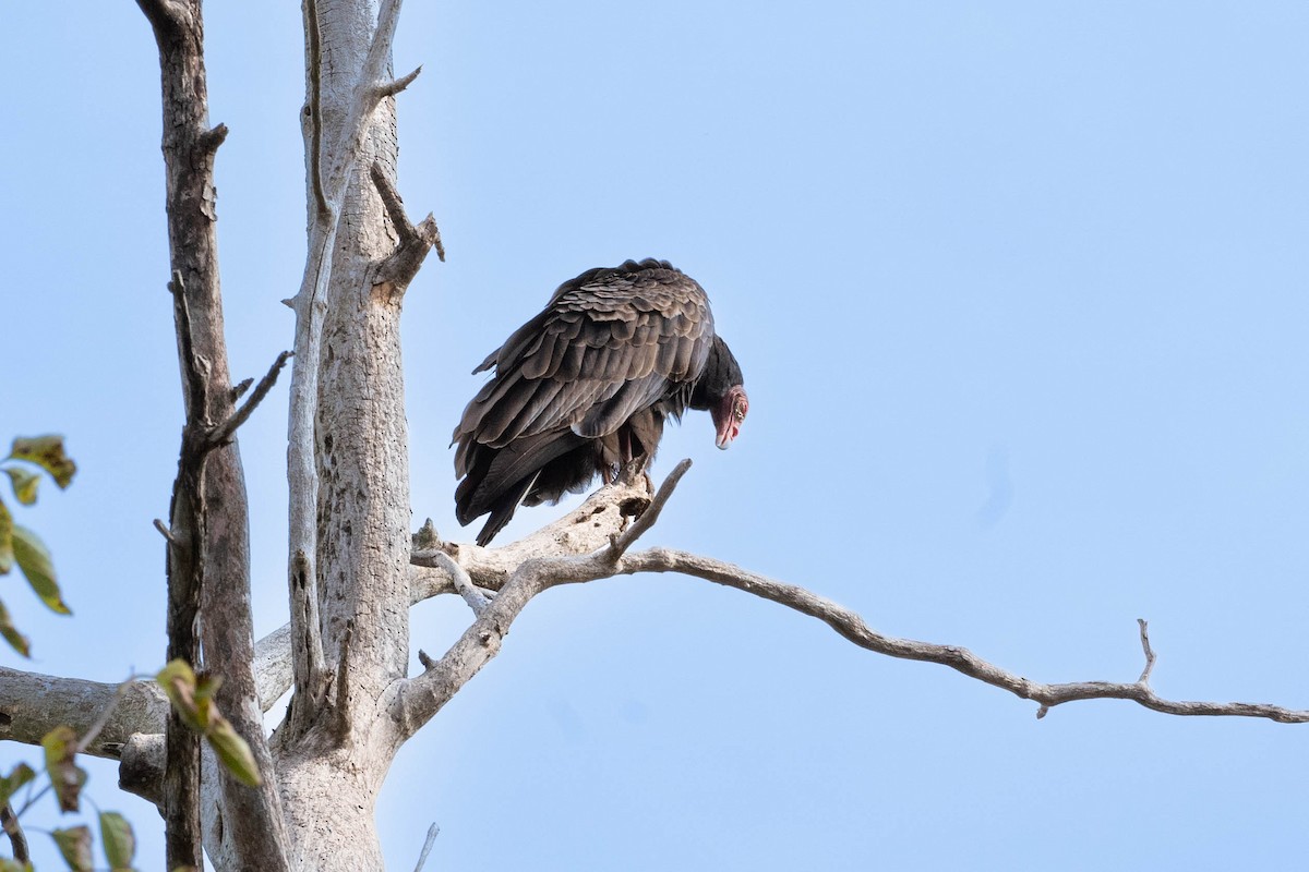 Turkey Vulture - ML644409556