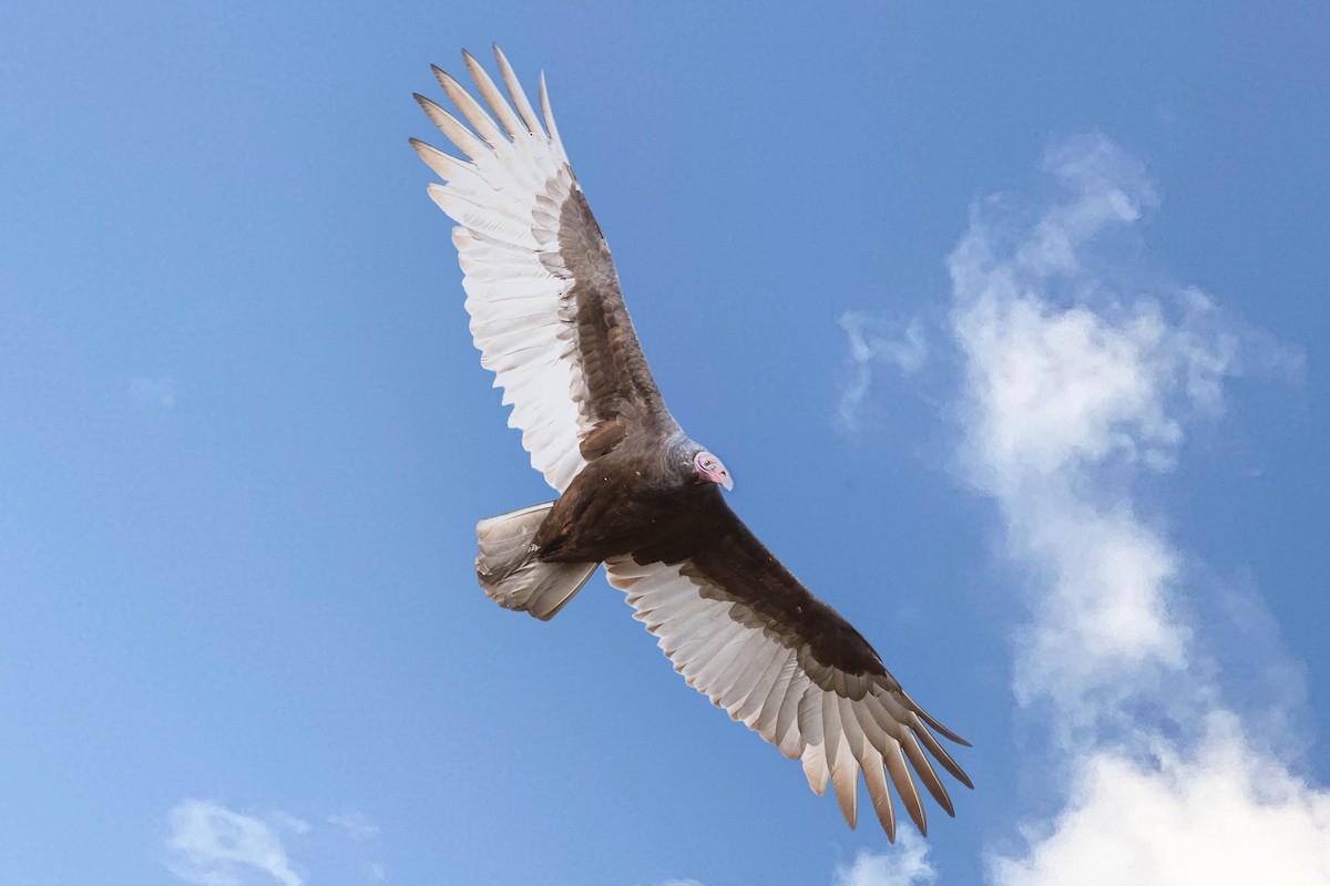 Turkey Vulture - ML644409557