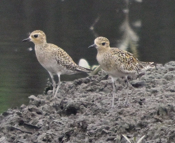 חופזי קטן - ML644409558