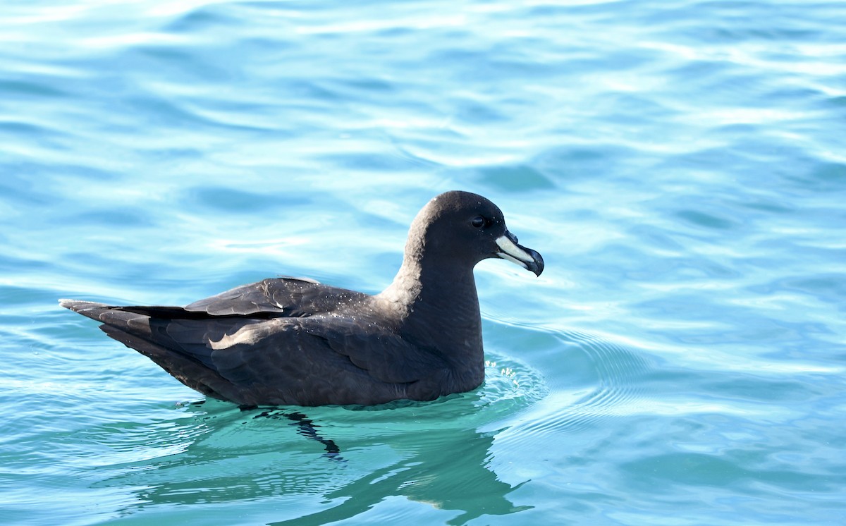 ウエストランドクロミズナギドリ - ML644409576