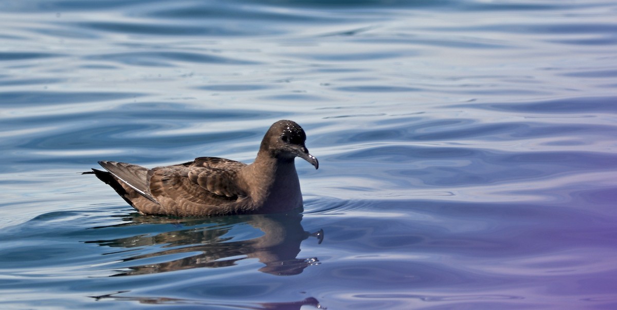 grålire - ML644409578