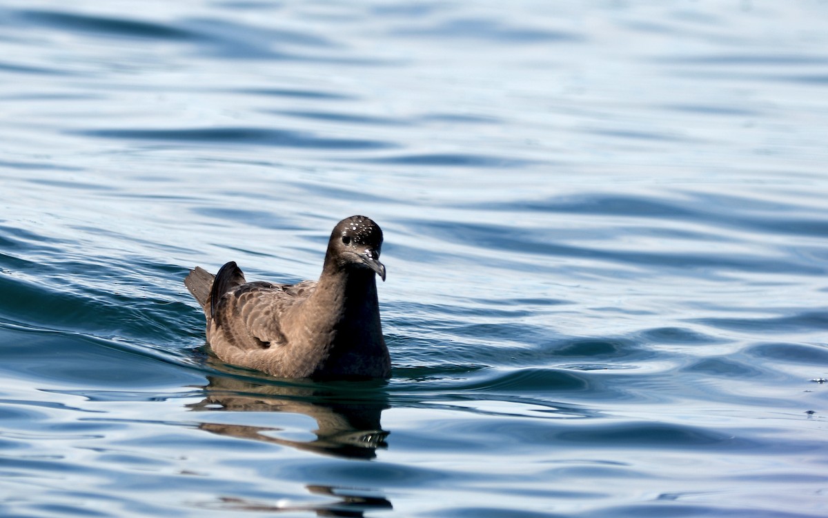 grålire - ML644409584