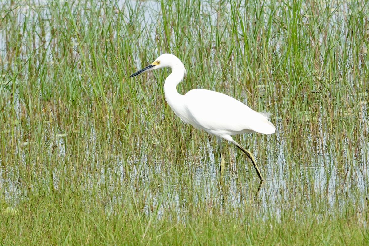 ユキコサギ - ML644409587