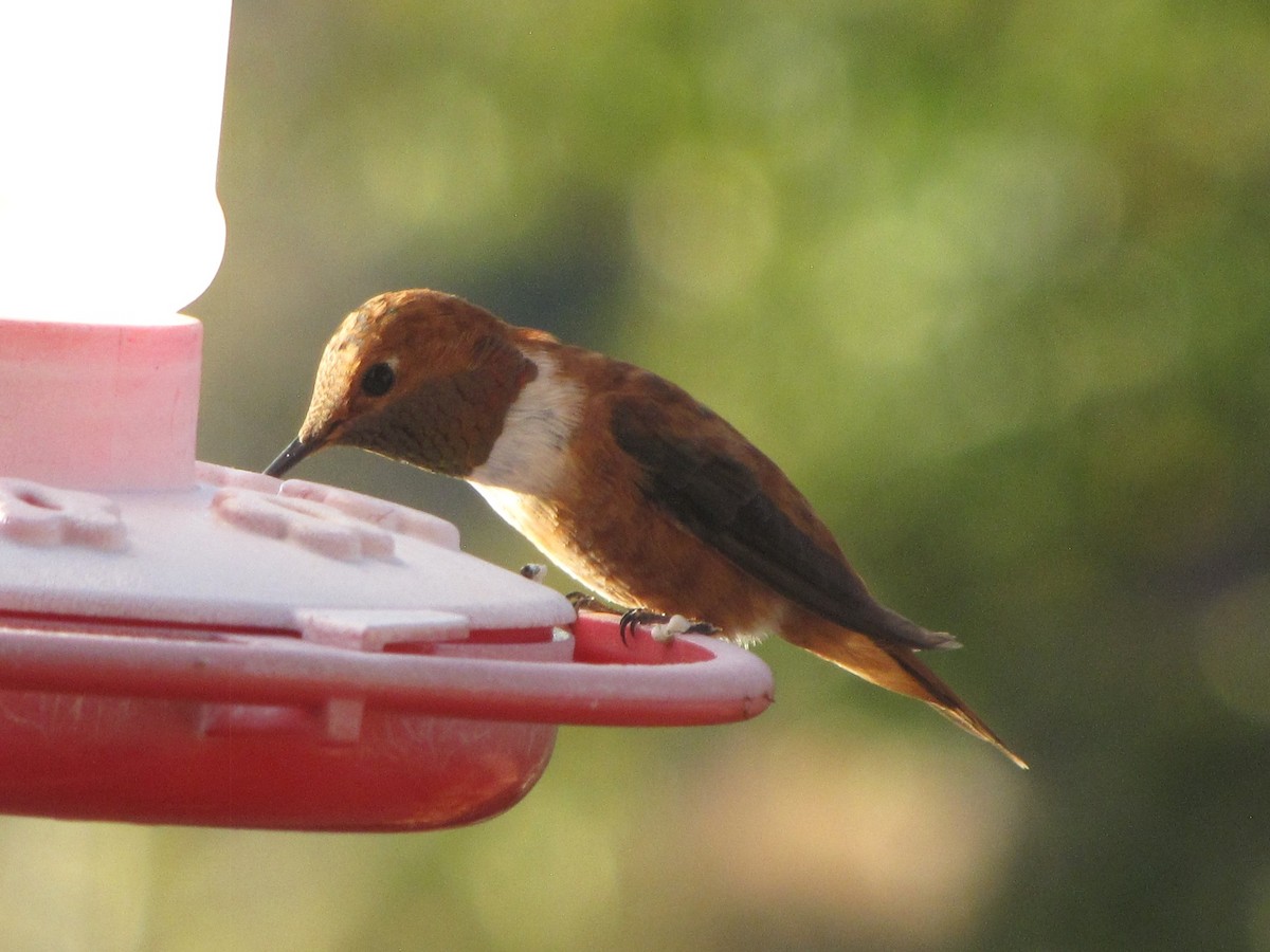 Rufous Hummingbird - ML644409588