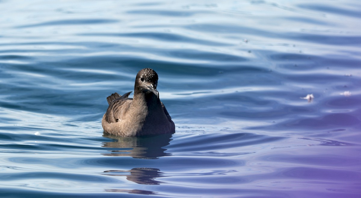 grålire - ML644409590