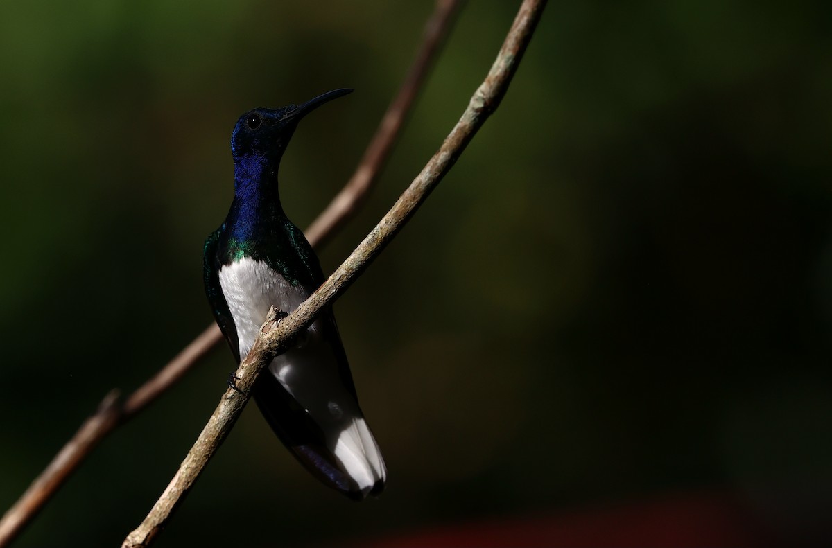 kolibřík bělokrký - ML644409591