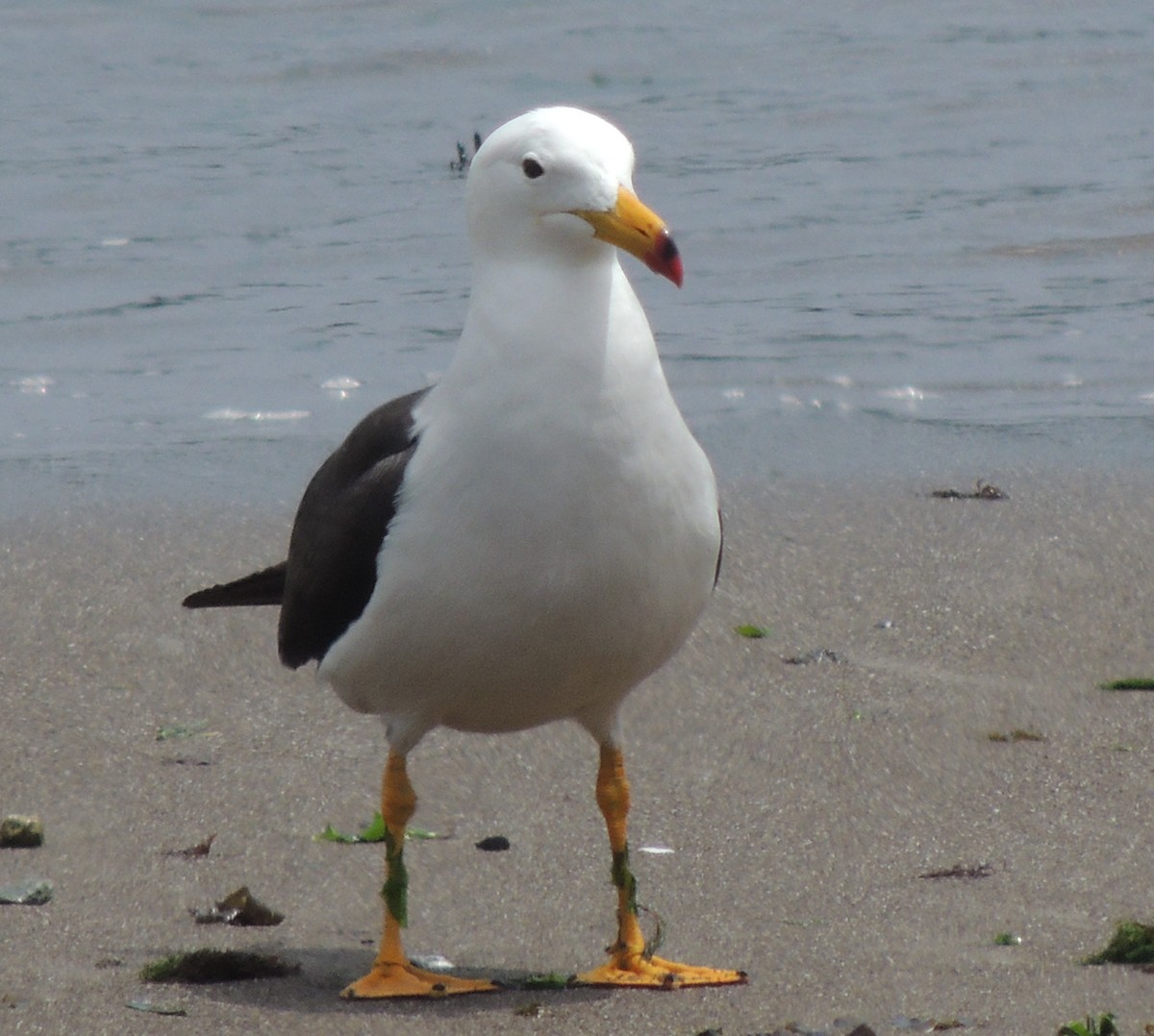 Goéland siméon - ML644409595