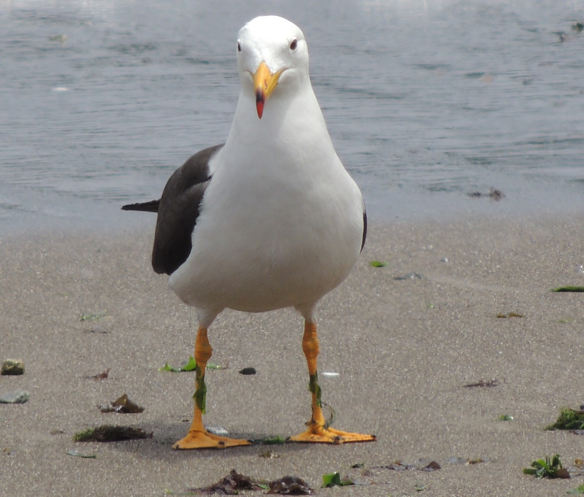 Goéland siméon - ML644409596